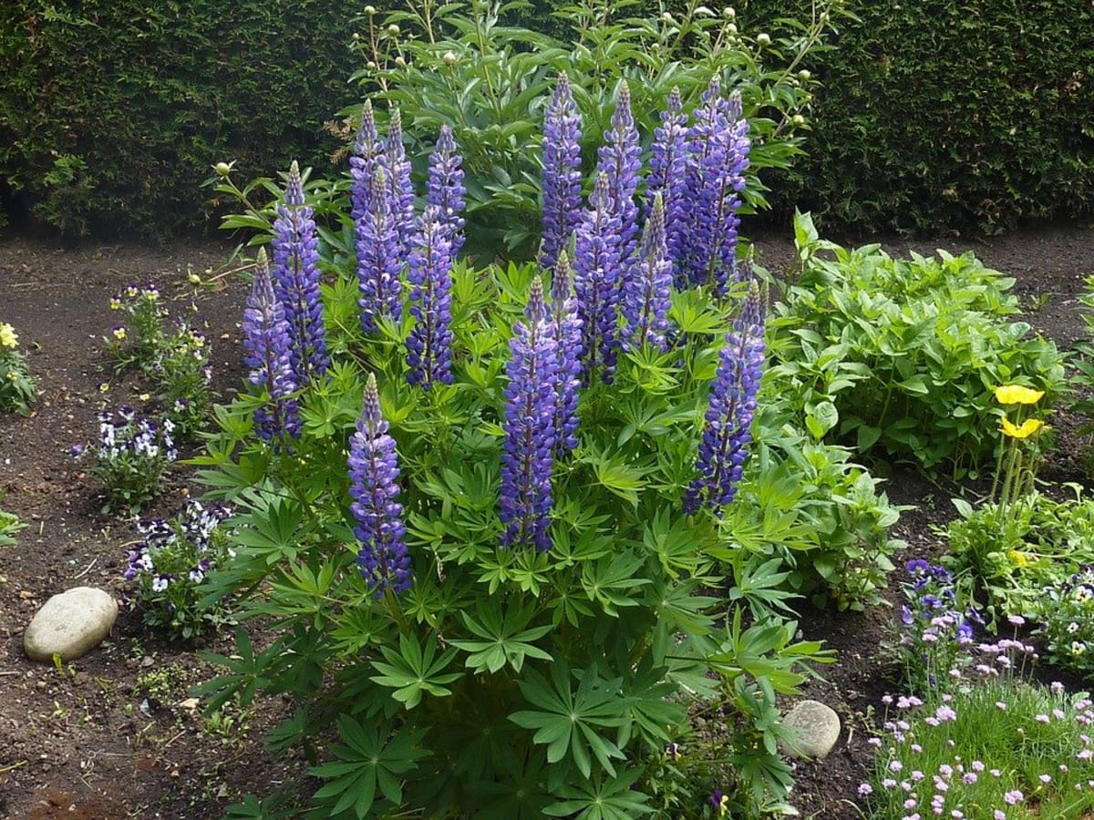 How To Plant Lupine Seeds