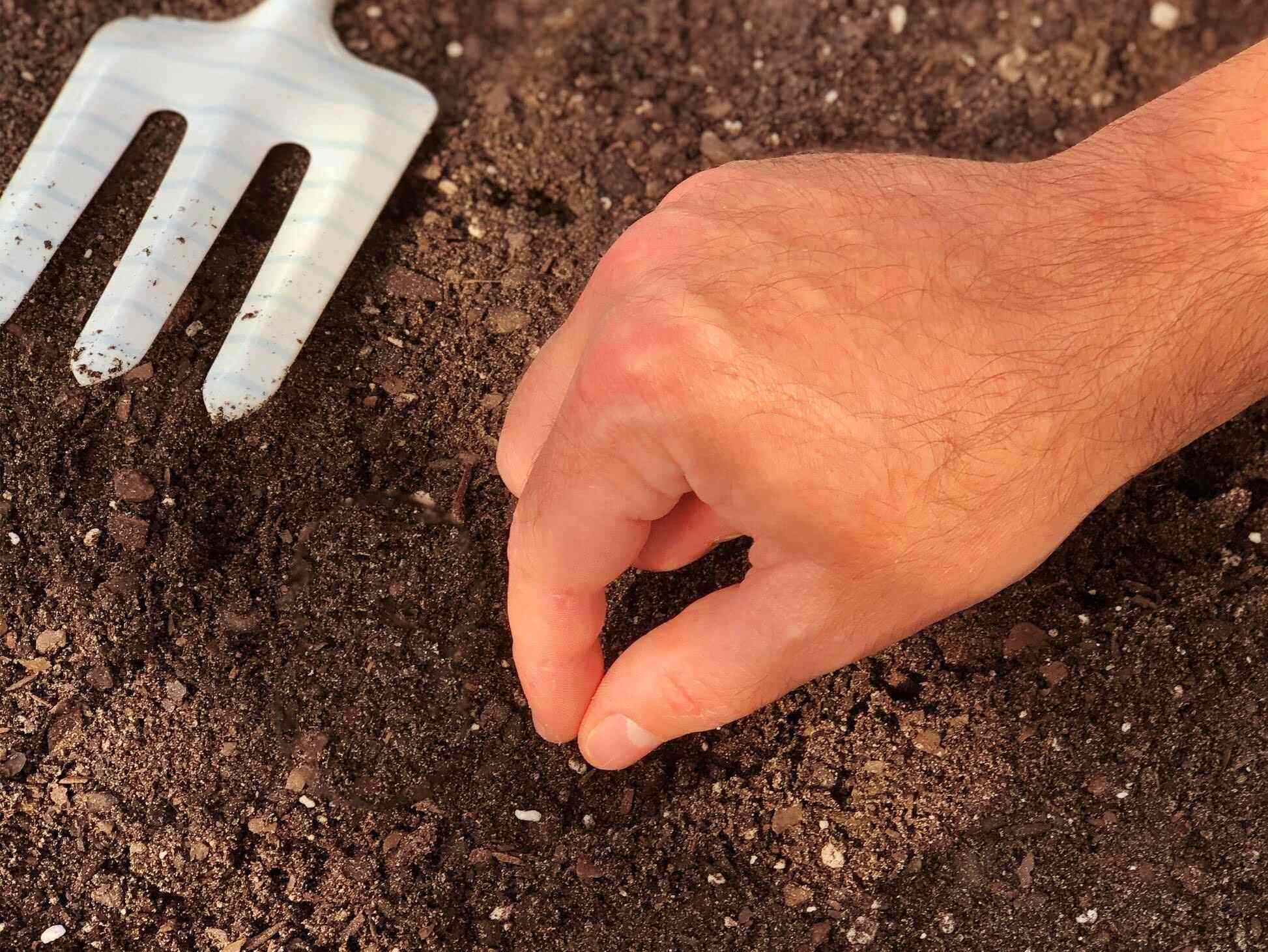 How To Plant Marigold Seed