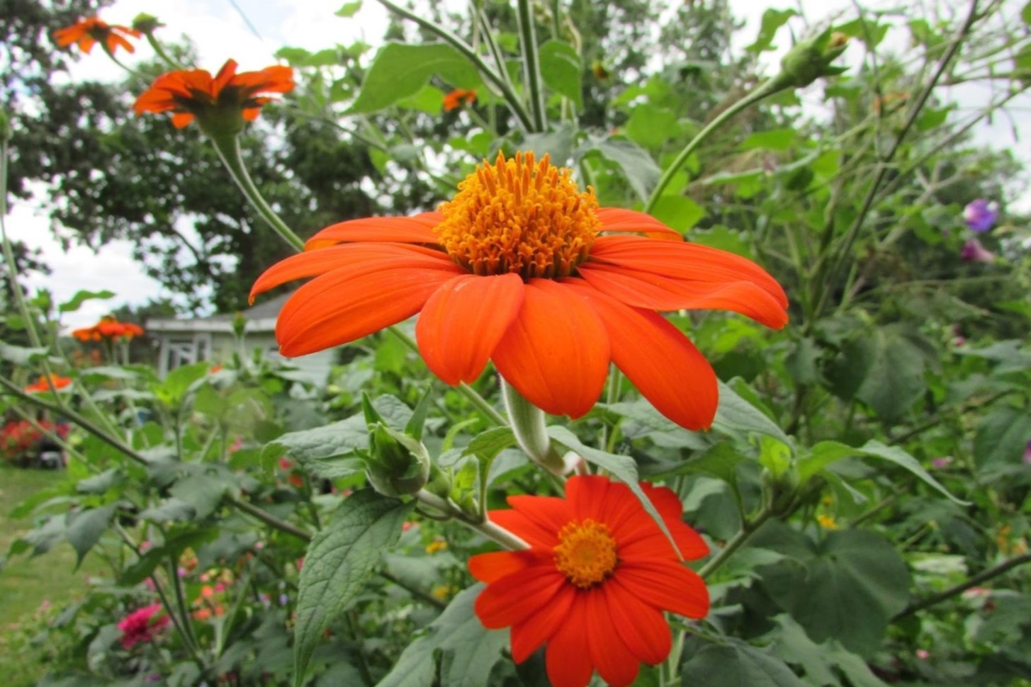 How To Plant Mexican Sunflower Seeds