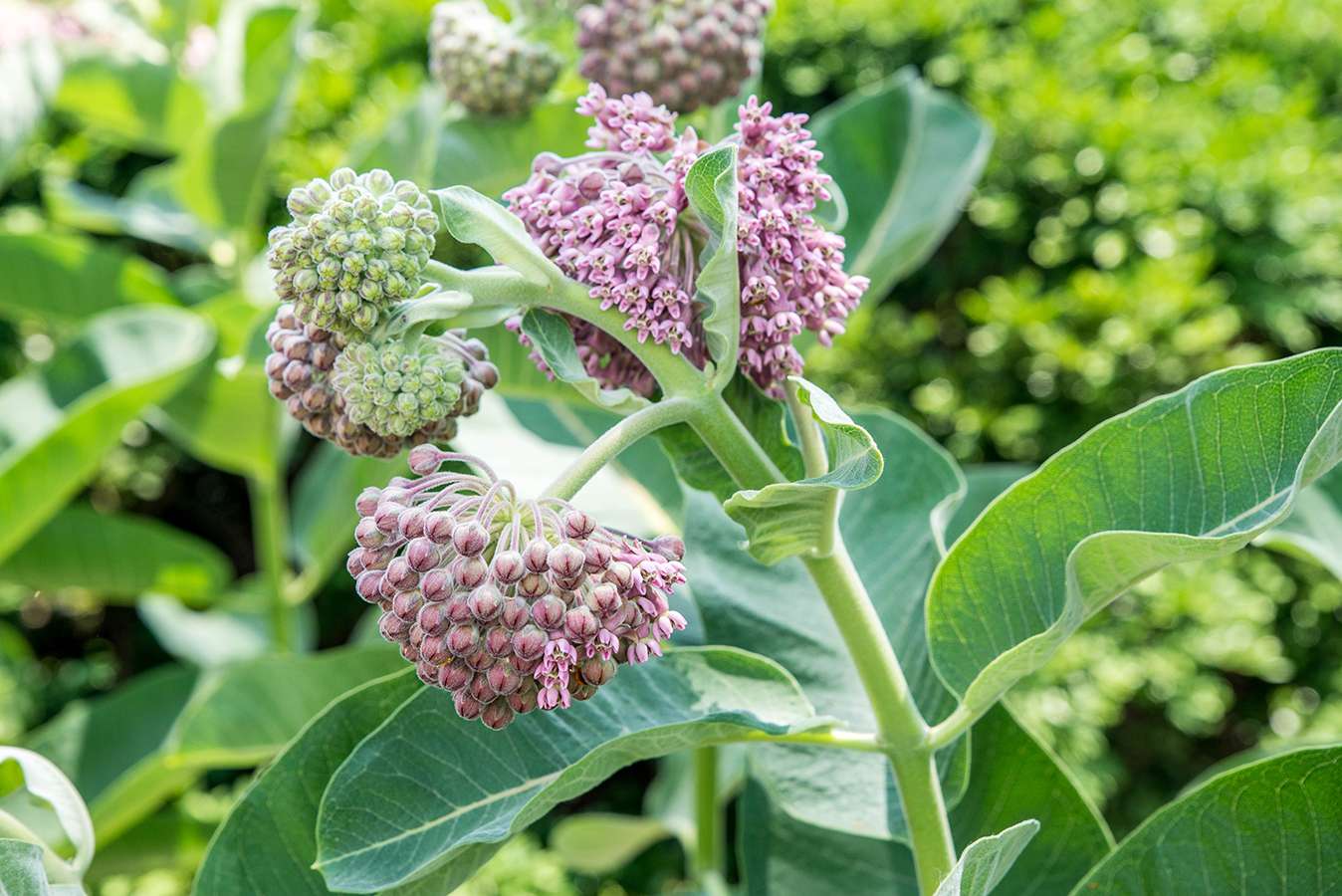 How To Plant Milkweed Seeds Outside