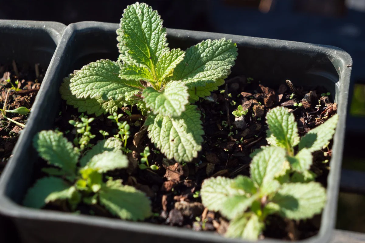 How To Plant Mint Seeds