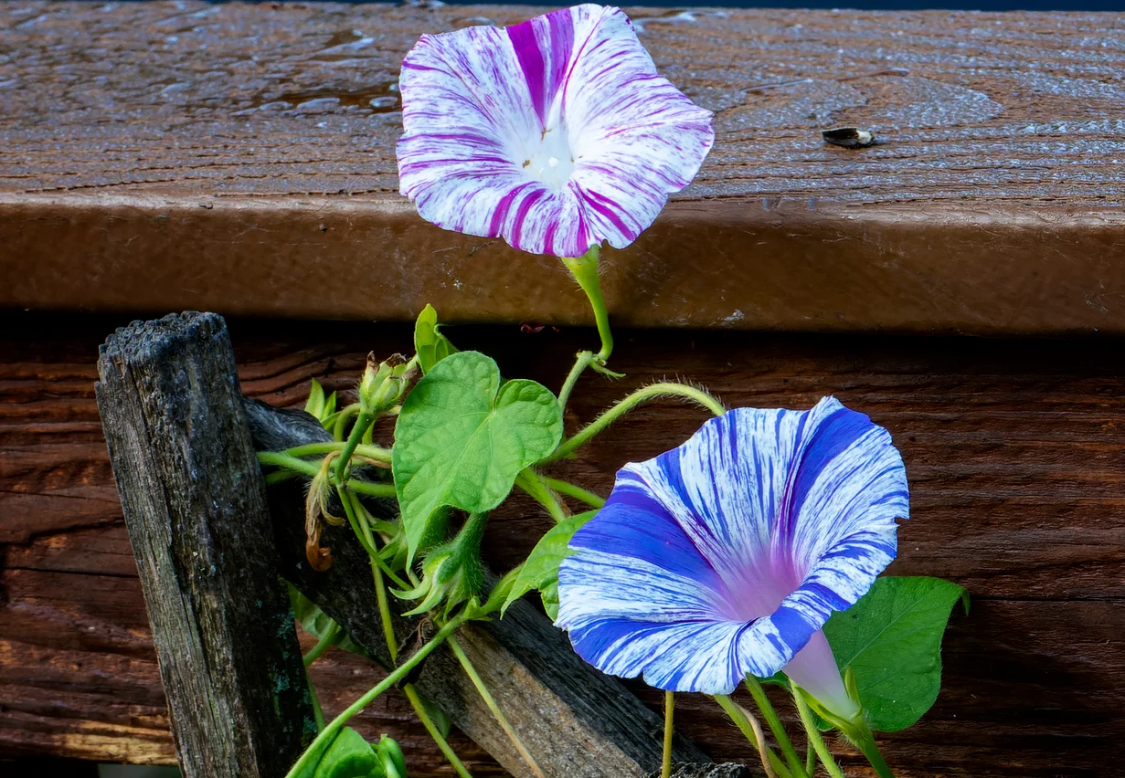 How To Plant Morning Glory Seeds