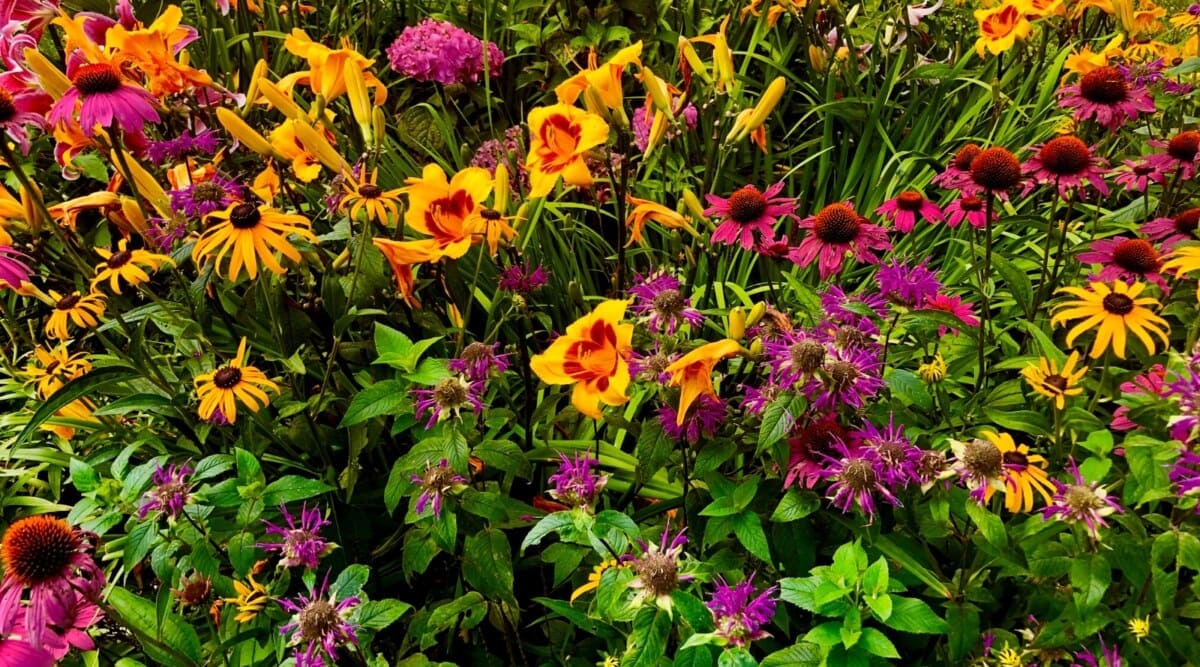 How To Plant Native Flowers In Fall