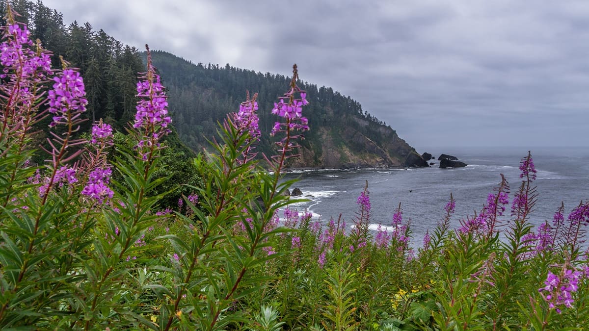How To Plant Native Plants In The Pacific Northwest