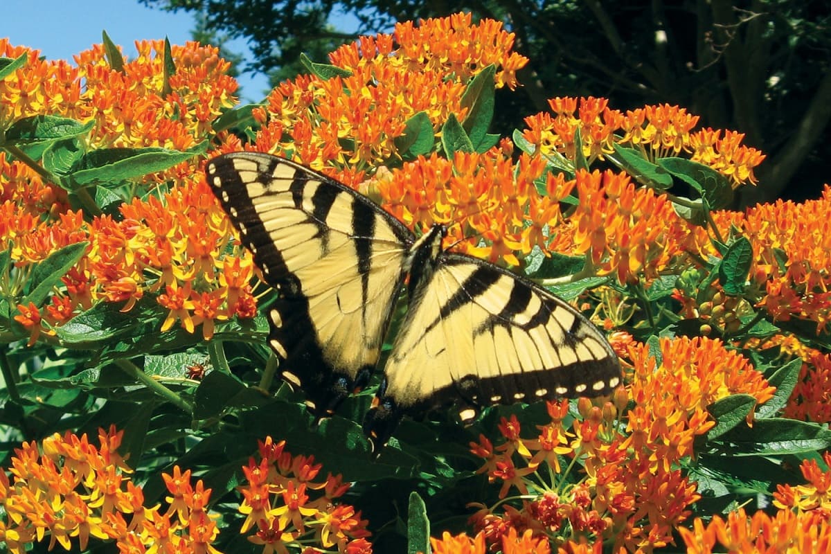 How To Plant Native Plants To Attract Pollinators