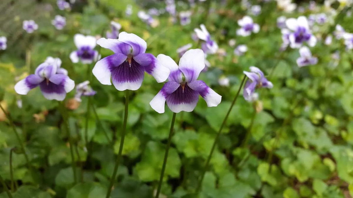 How To Plant Native Viola