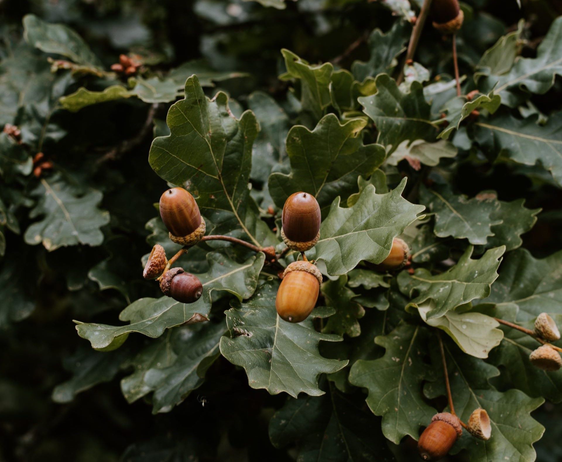 How to Grow an Oak Tree From an Acorn (Step By Step)