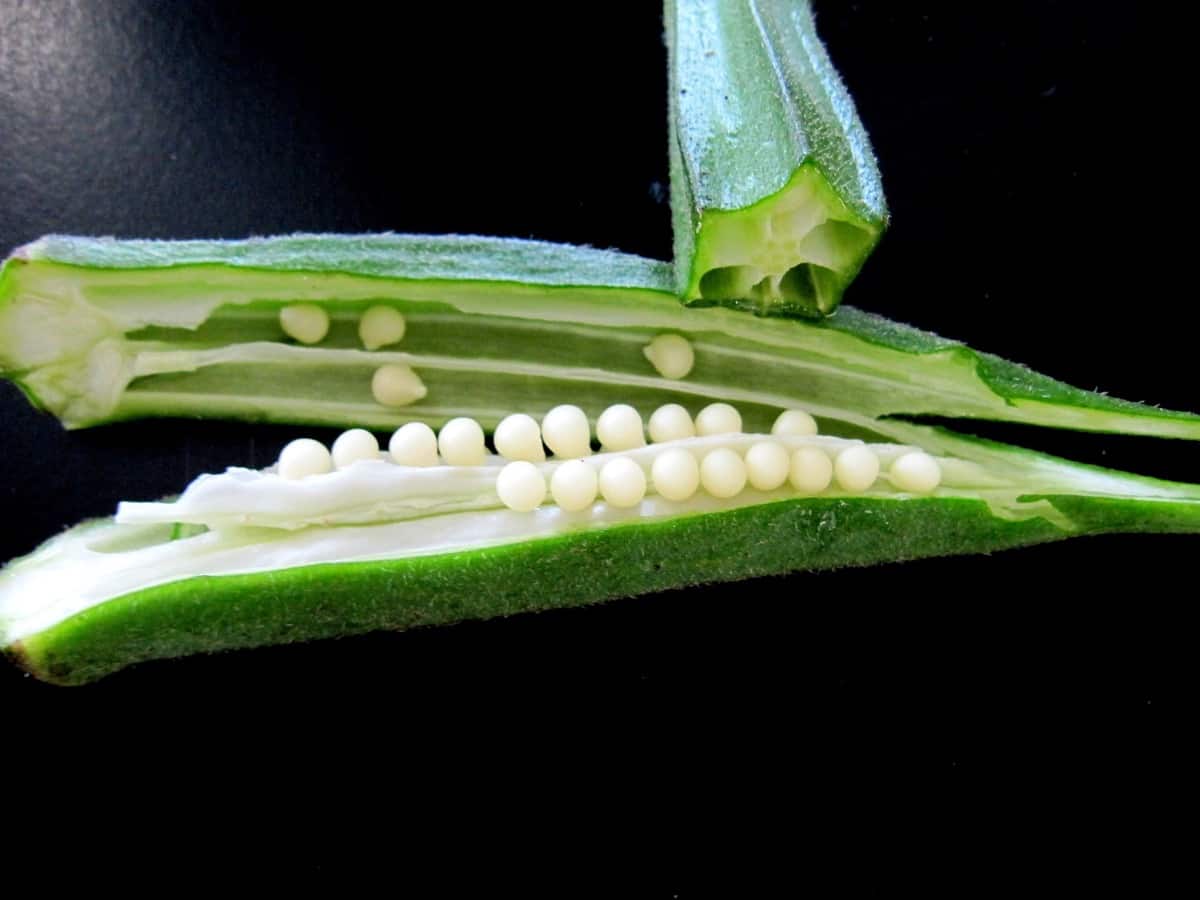 How To Plant Okra From Seeds