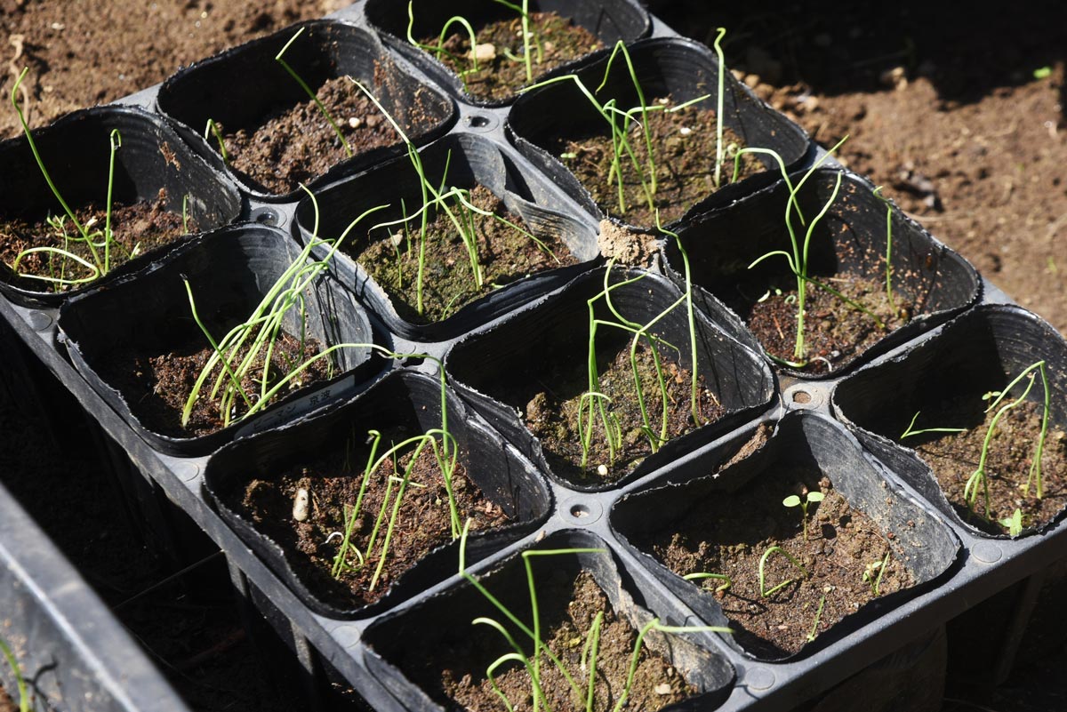 How To Plant Onions From Seeds