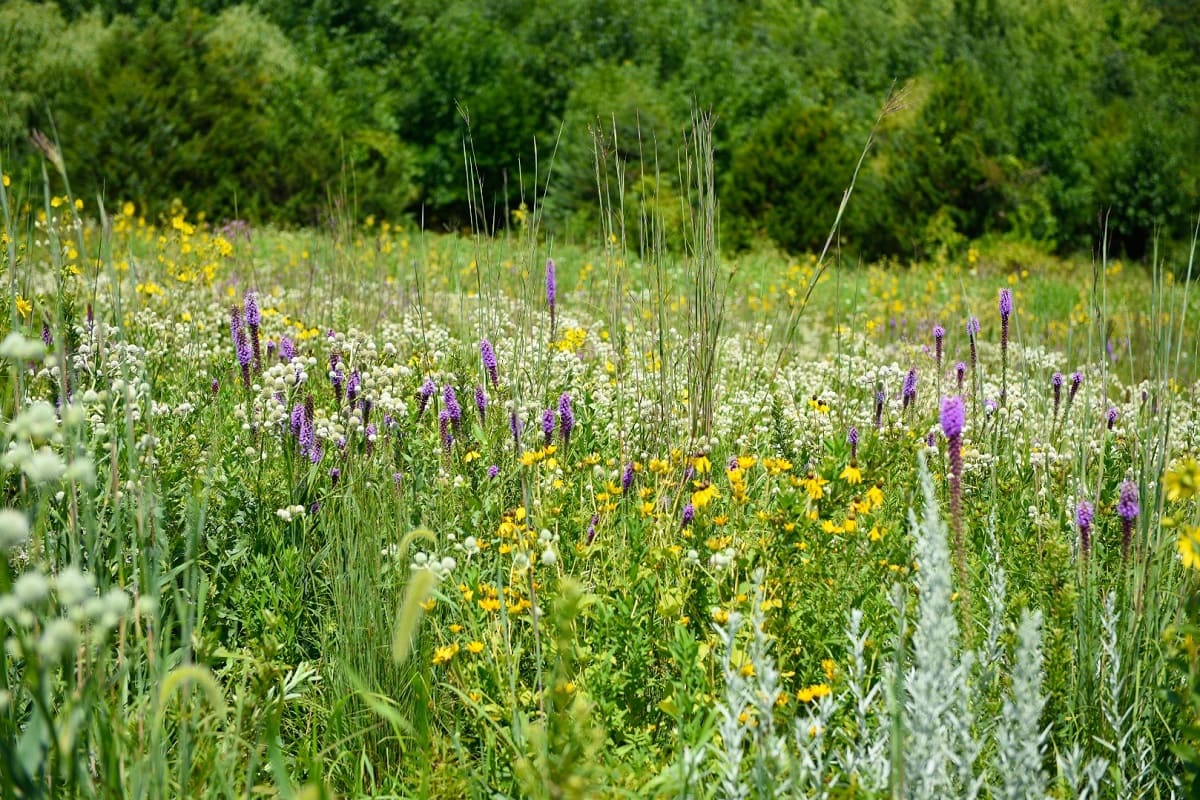 How To Plant Only Native Plants In Iowa