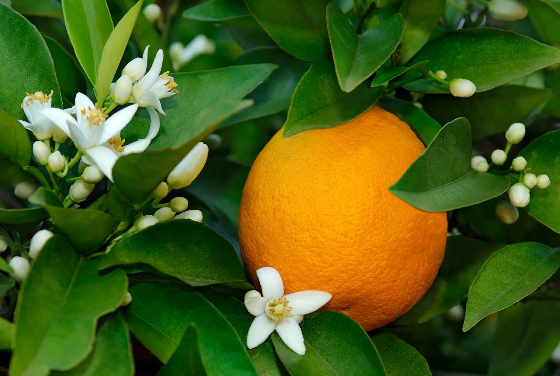 How To Plant Orange Seeds