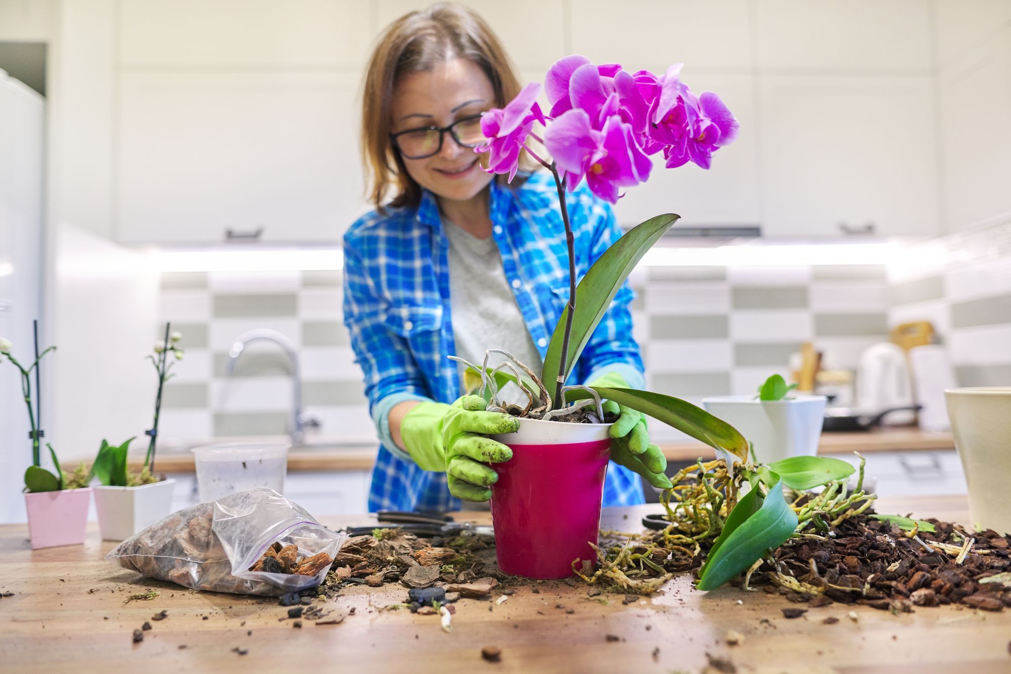 How To Plant Orchid Seeds