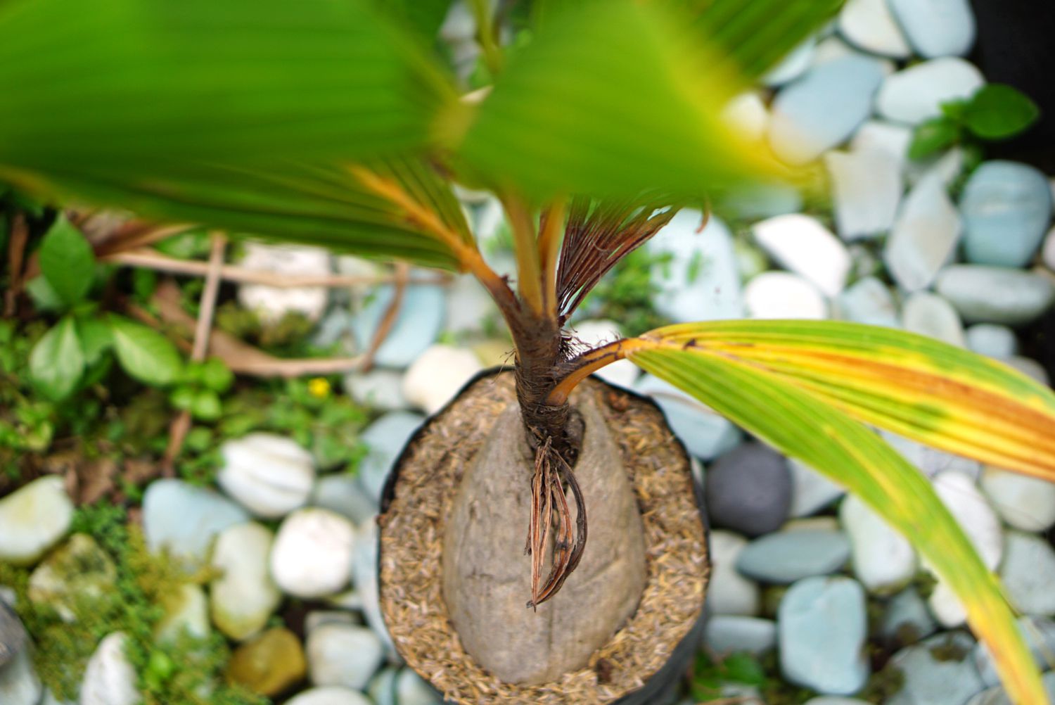 How To Plant Palm Tree Seeds