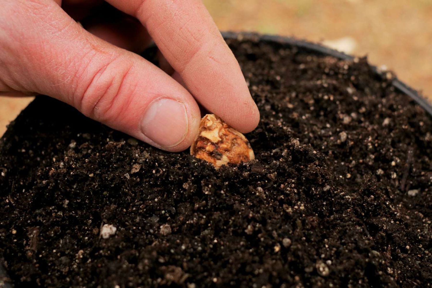 How To Plant Peach Seeds