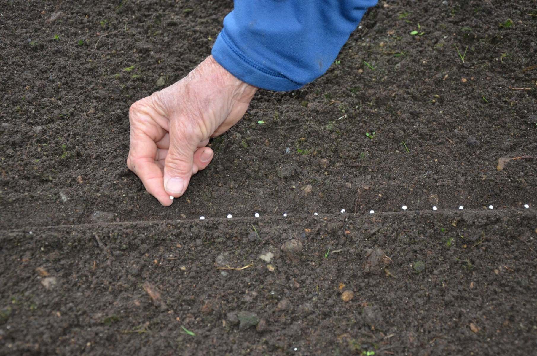 How To Plant Pelleted Seeds