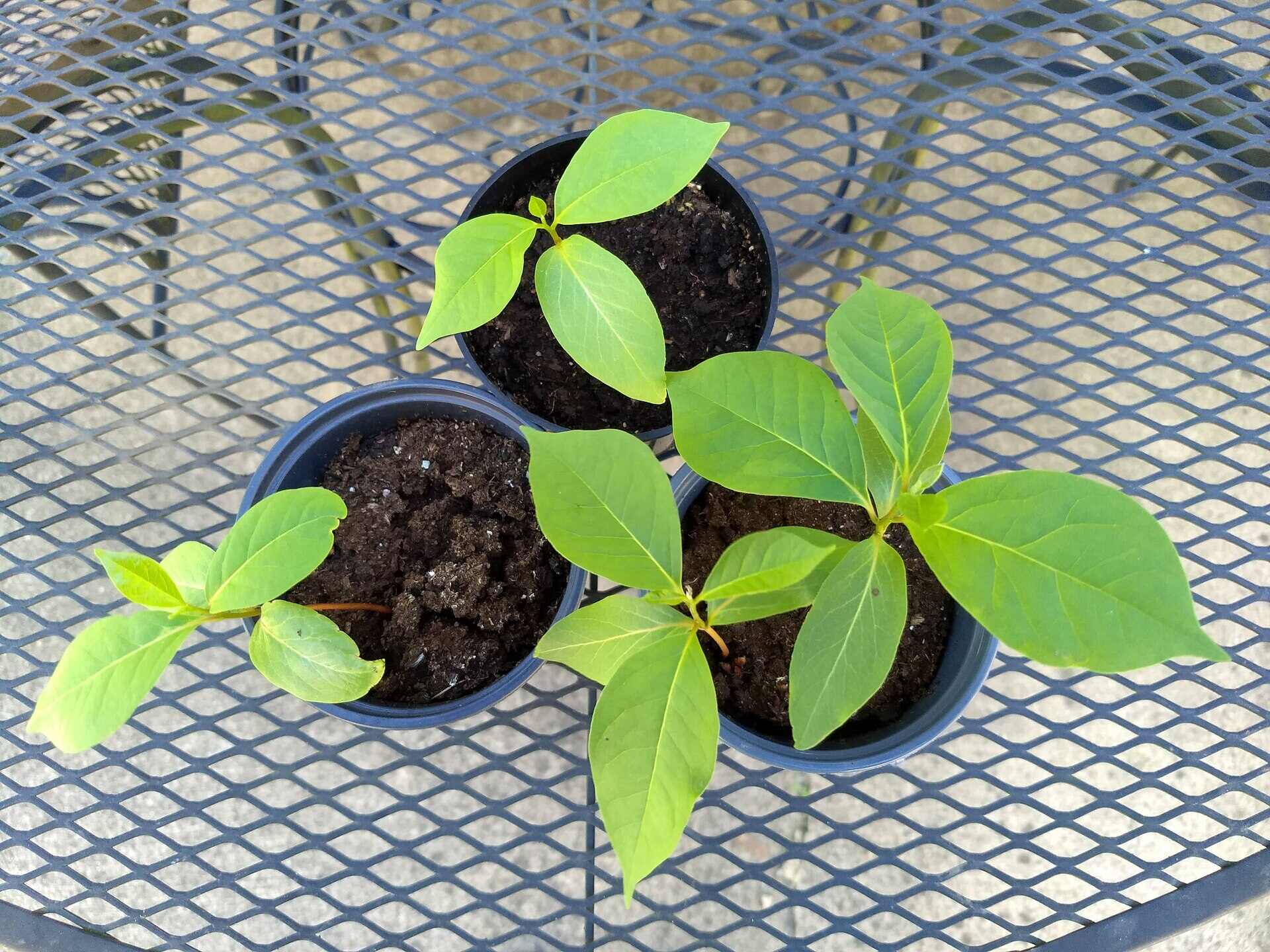 How to Plant Persimmon - Germinate persimmon from the seed 