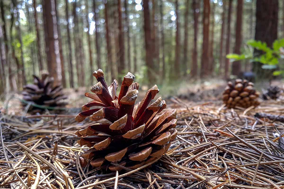 How To Plant Pine Cone Seeds