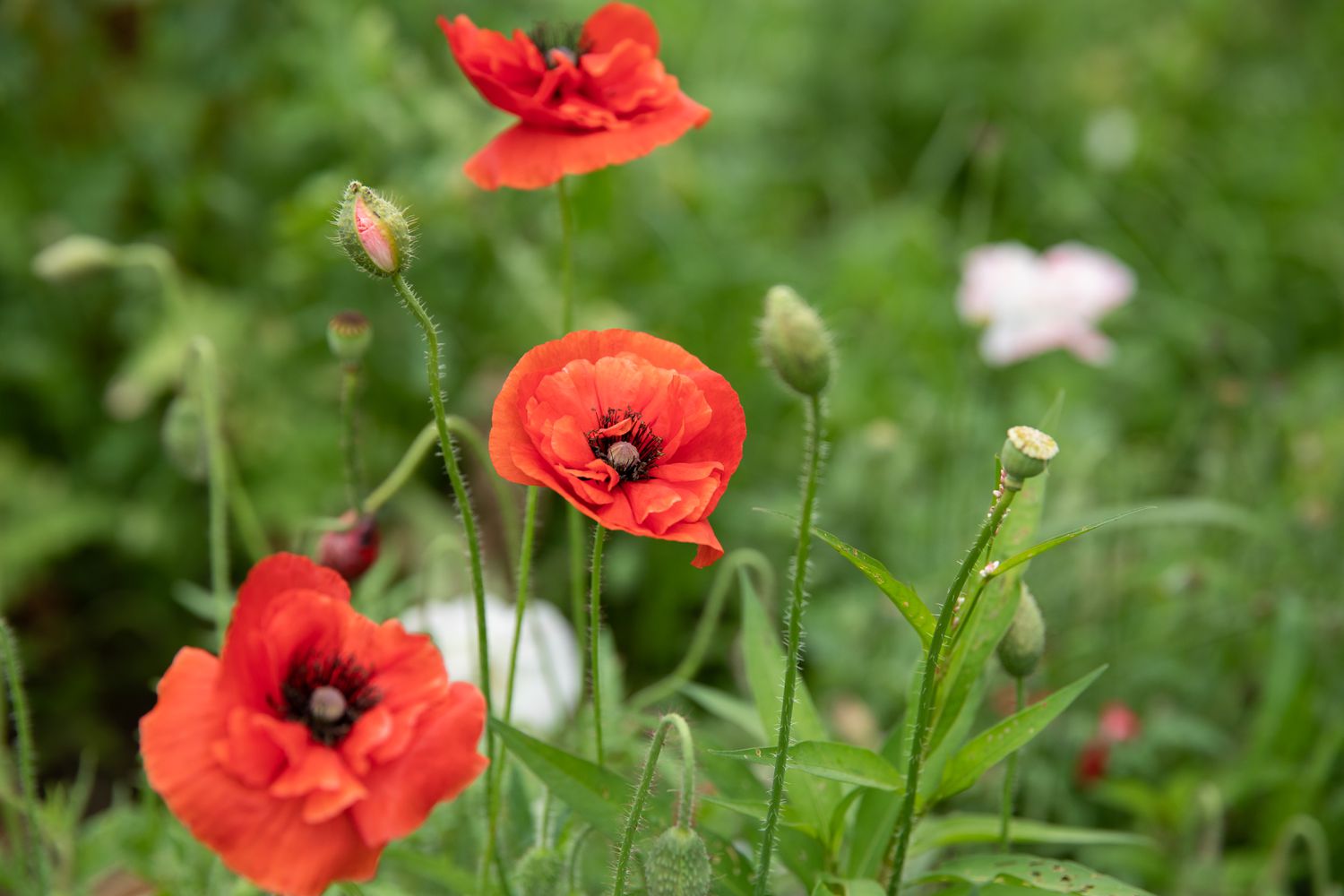 How To Plant Poppies From Seed
