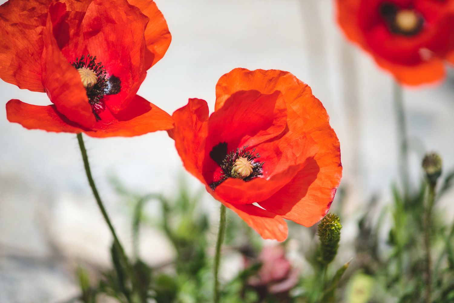 How To Plant Poppy Seeds Outside