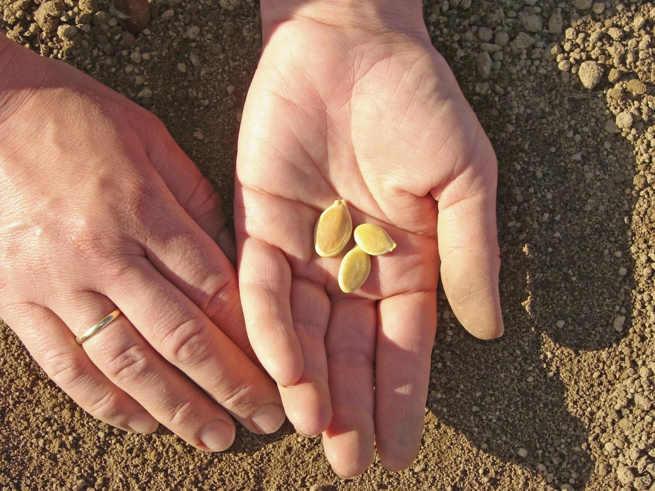 How To Plant Pumpkin Seed