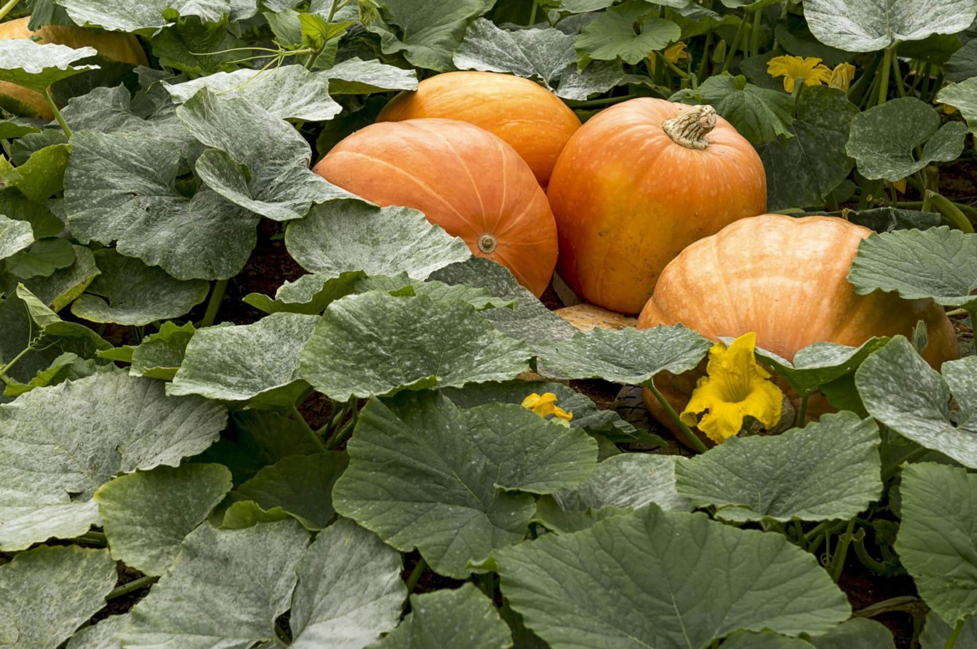 How To Plant Pumpkin Seeds