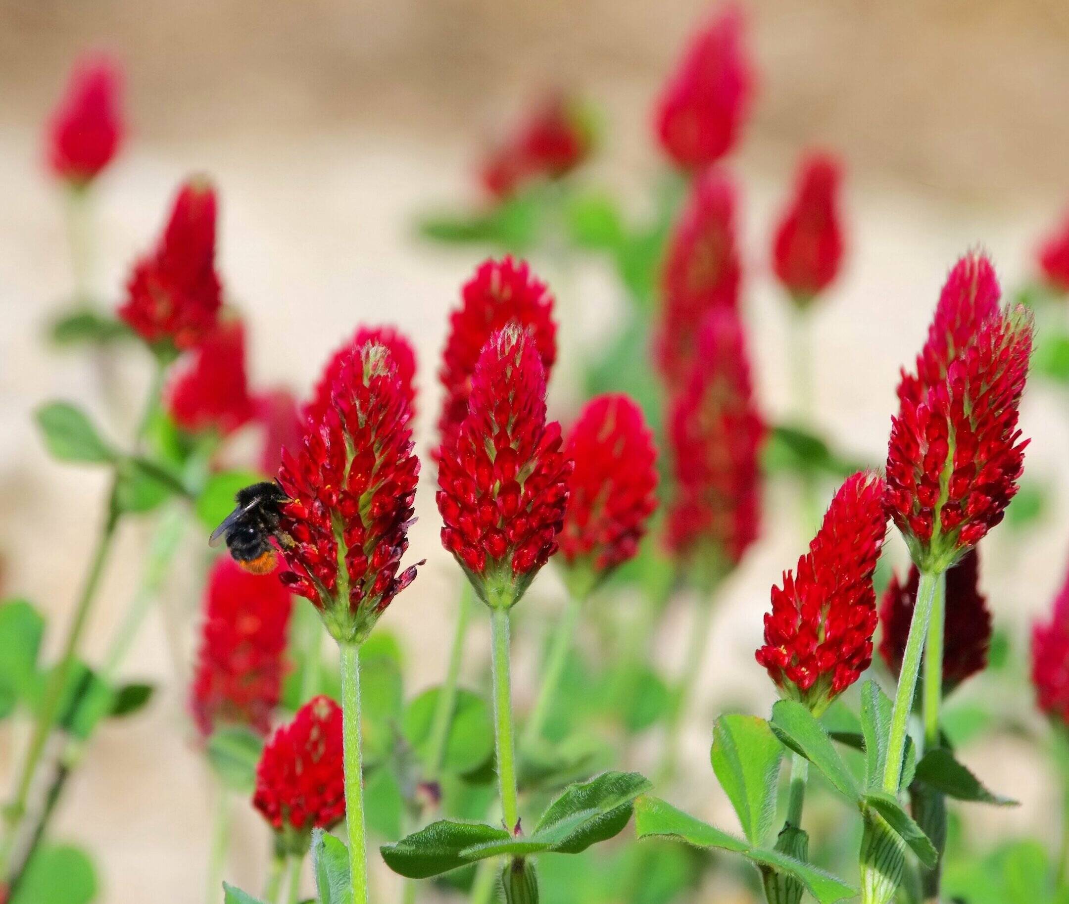 How To Plant Red Clover Seed
