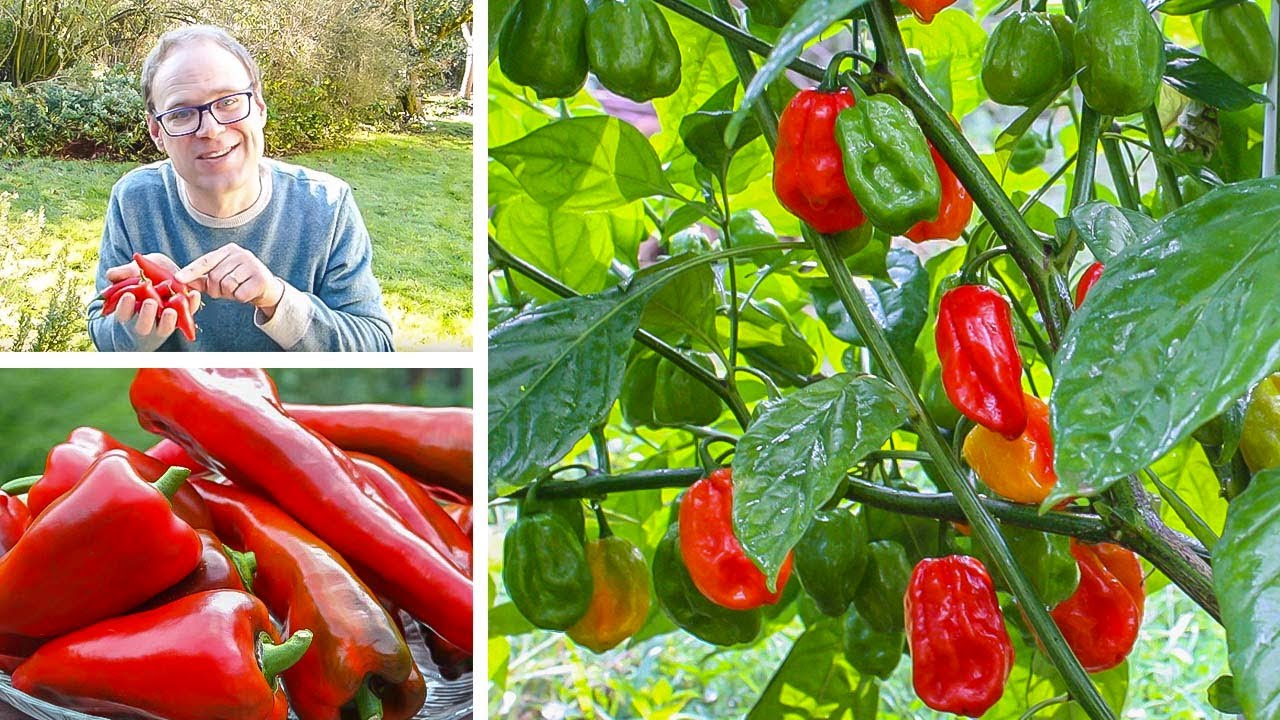 How To Plant Red Pepper Seeds