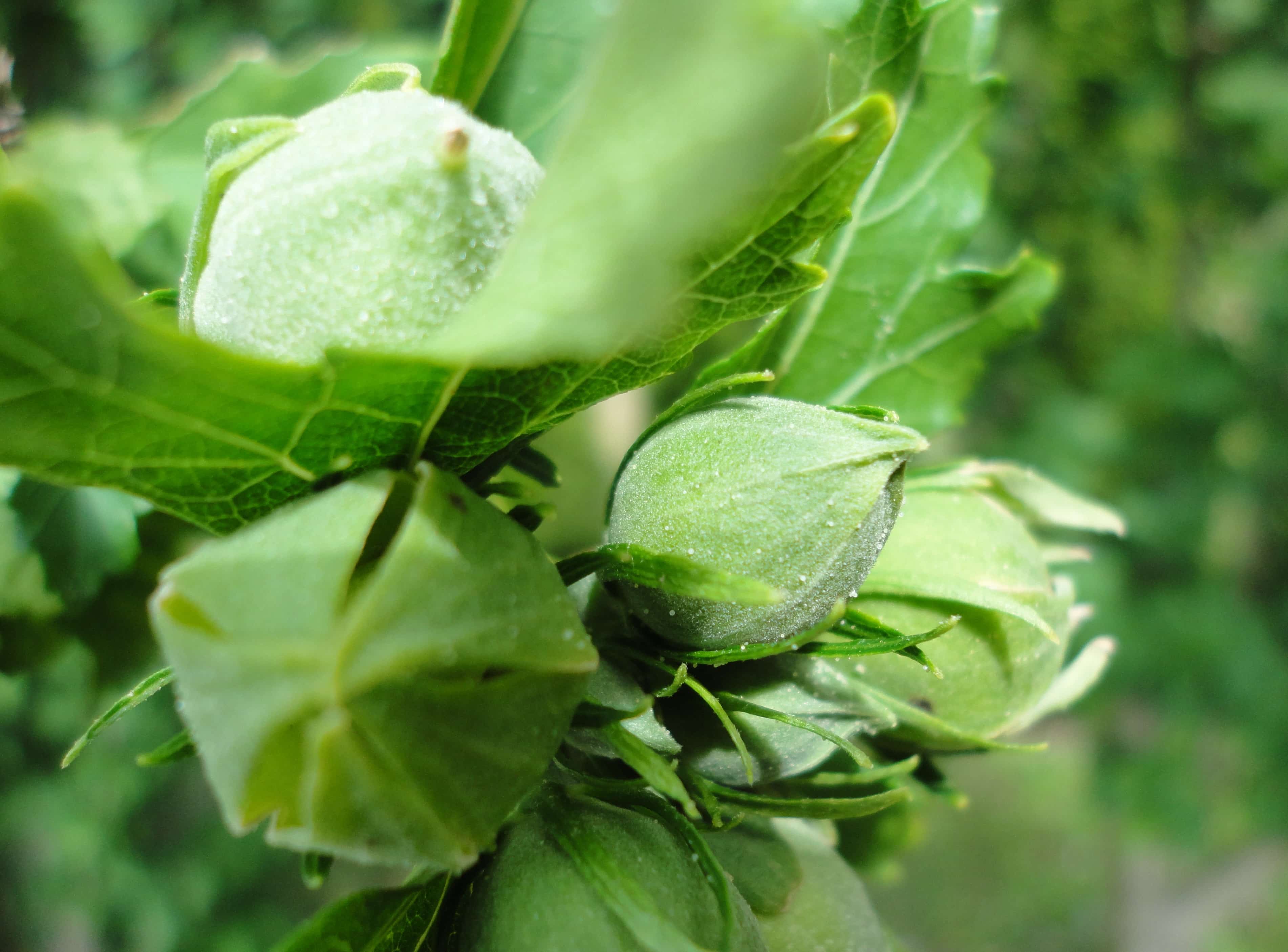 How To Plant Rose Of Sharon Seeds Storables