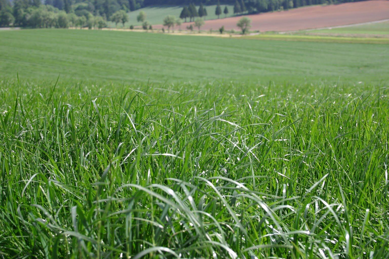 How To Plant Ryegrass Seed In Pasture