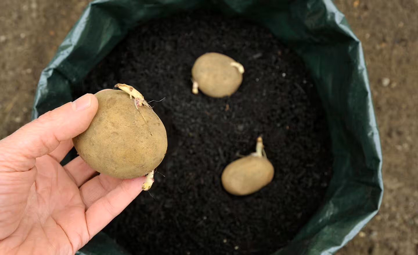 How To Plant Seed Potatoes In Grow Bags