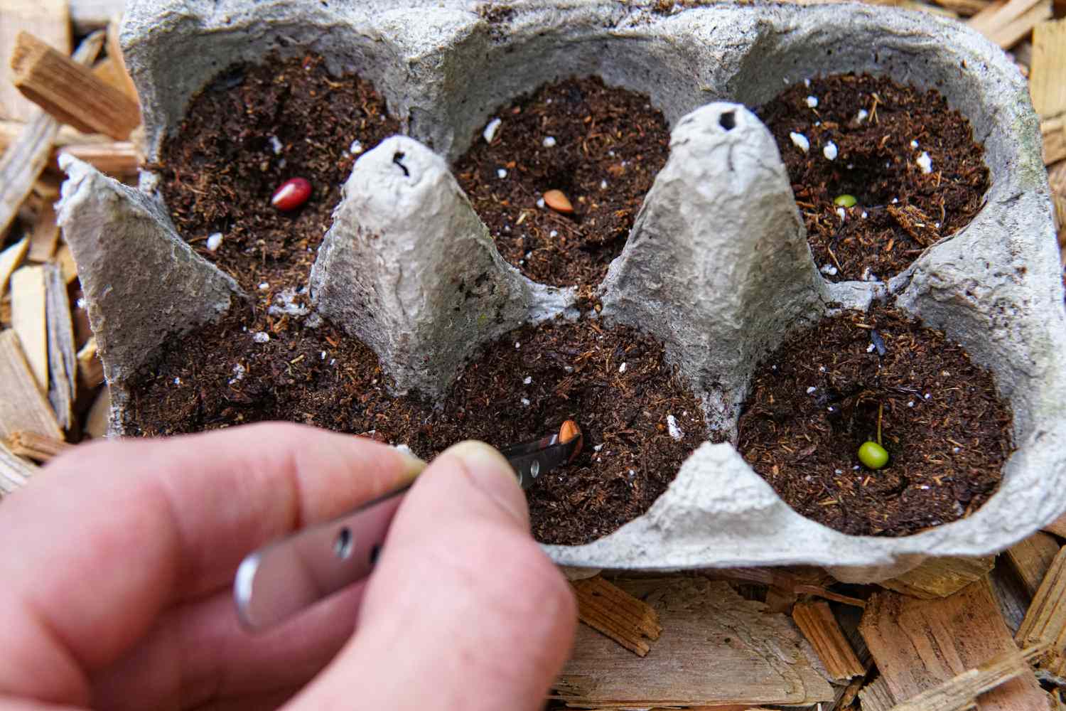 How To Plant Seeds In Egg Cartons