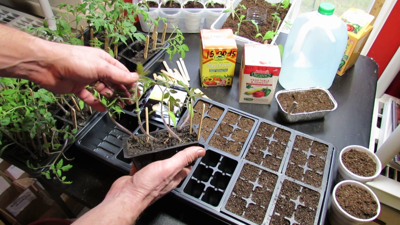 How To Plant Seeds Indoors