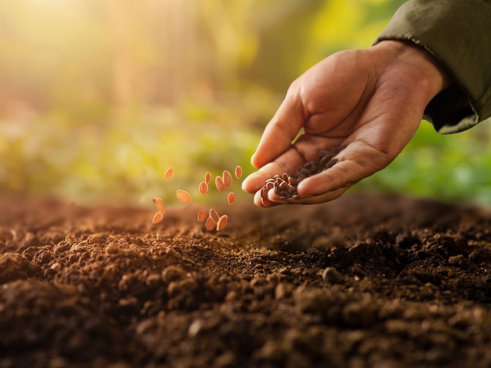 How To Plant Seeds Outdoors Storables