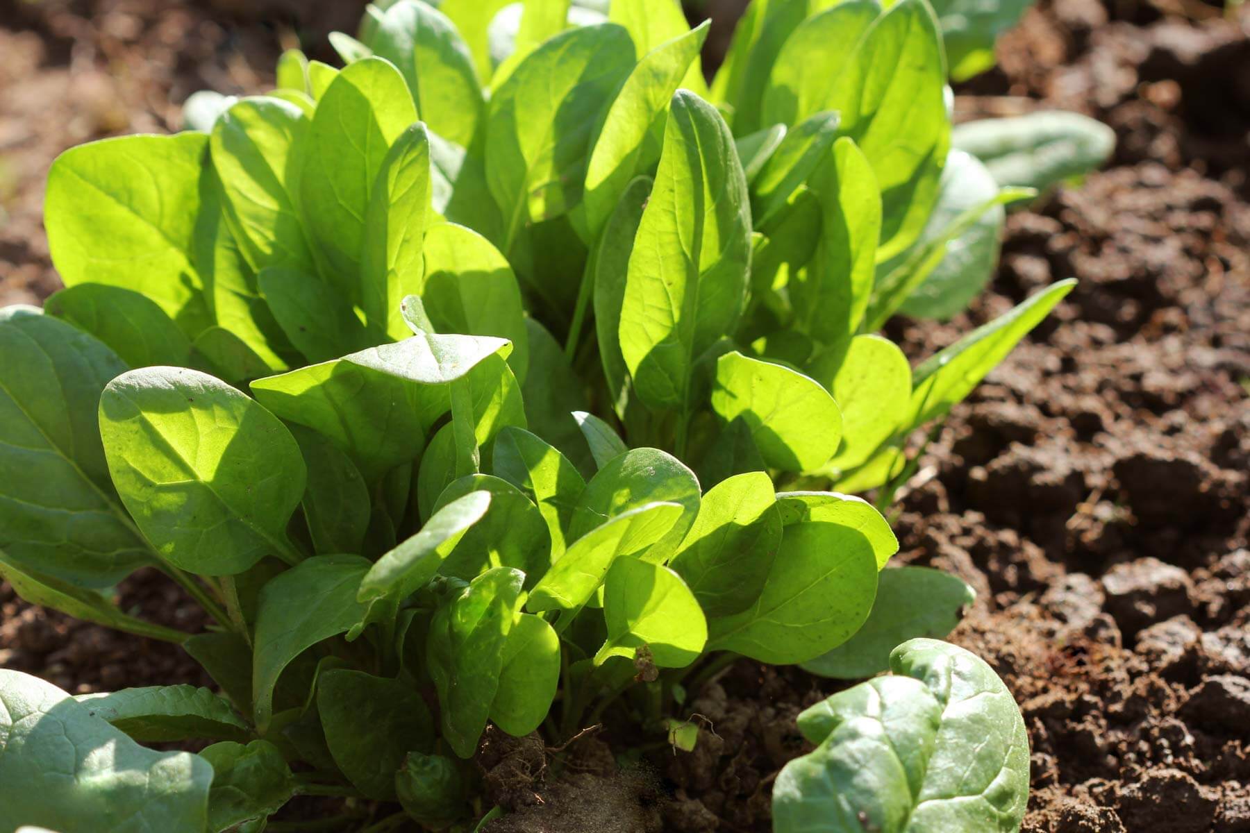 How To Plant Spinach Seeds