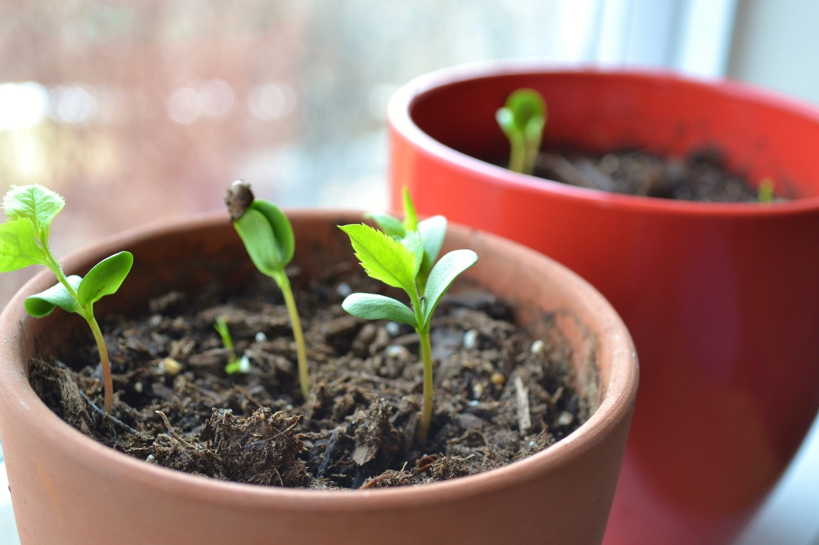 How To Plant Sprouted Apple Seeds