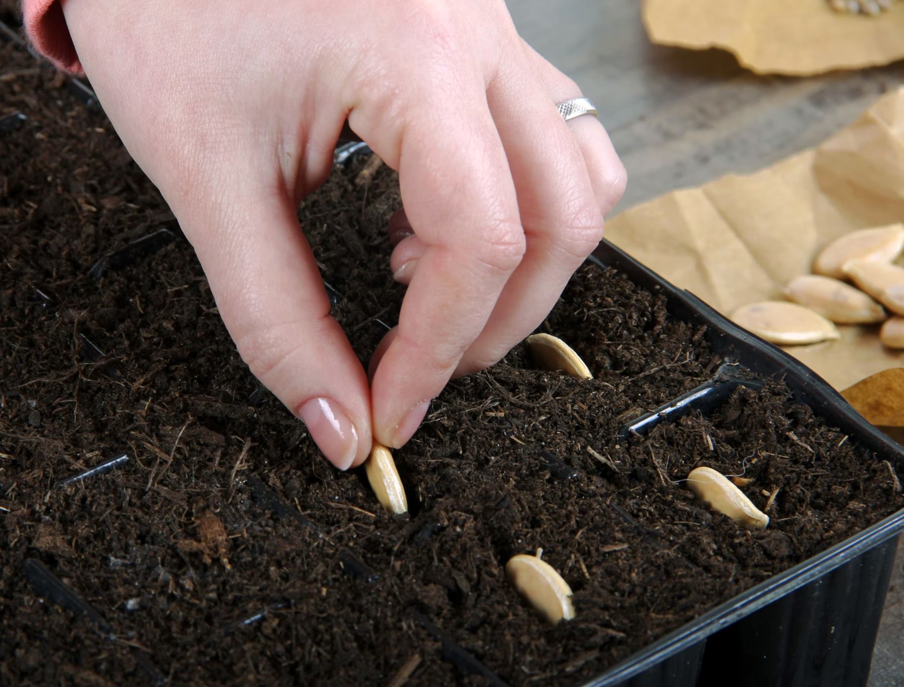 How To Plant Squash Seeds