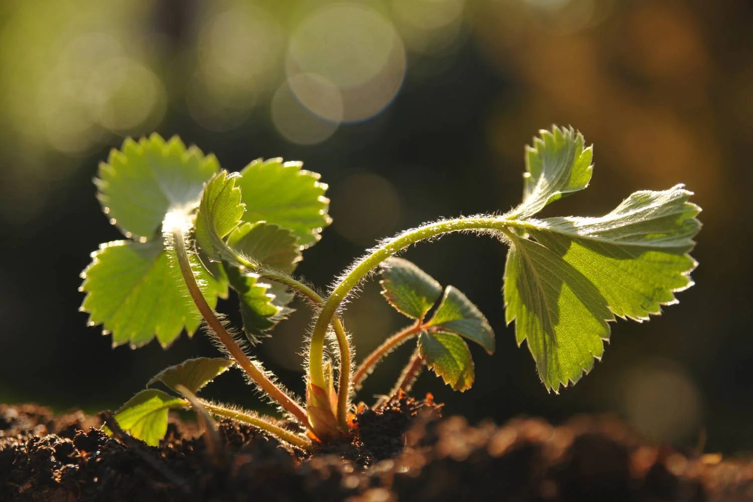 How To Plant Strawberries From Seed