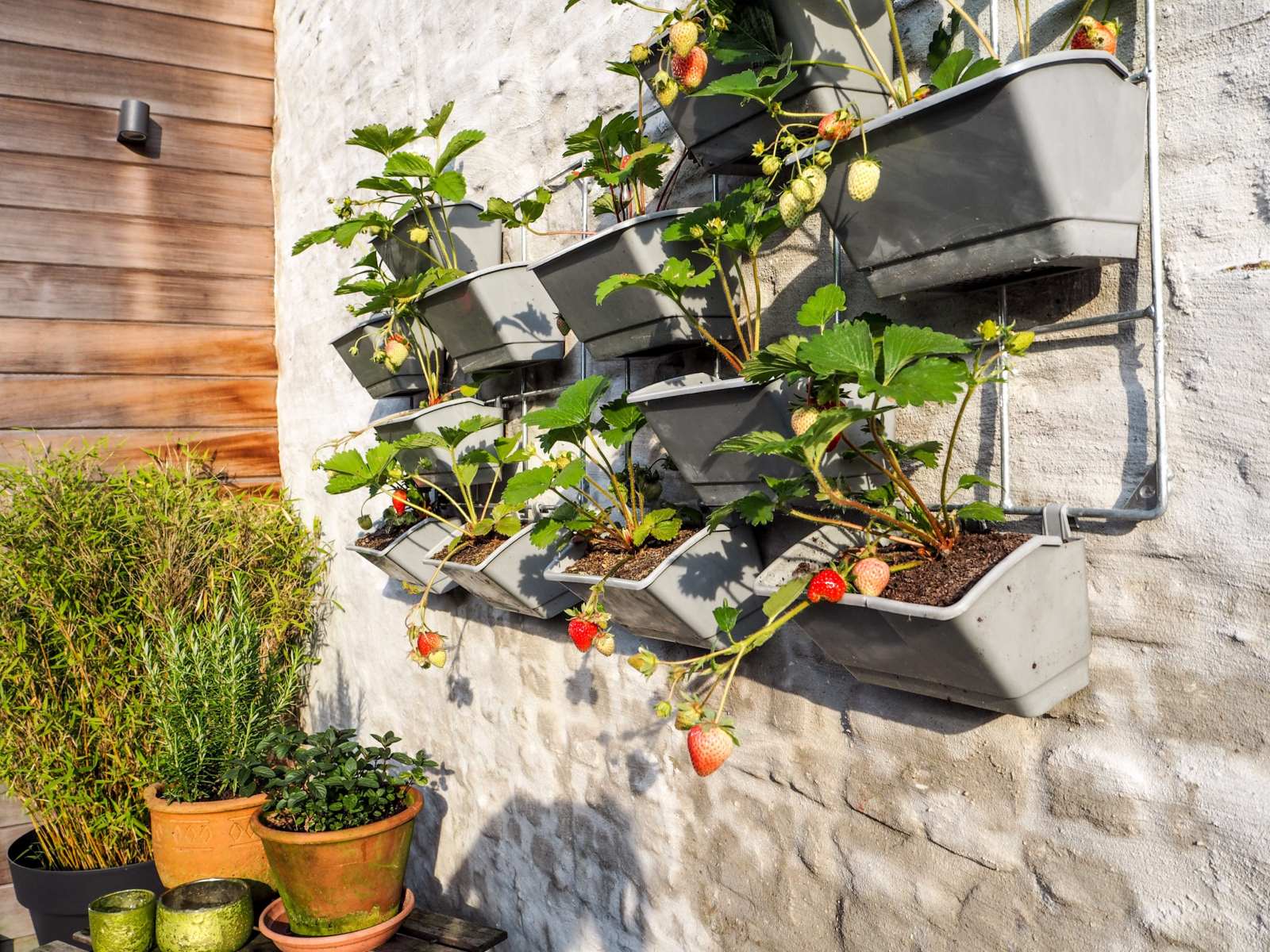 How To Plant Strawberry In A Vertical Garden
