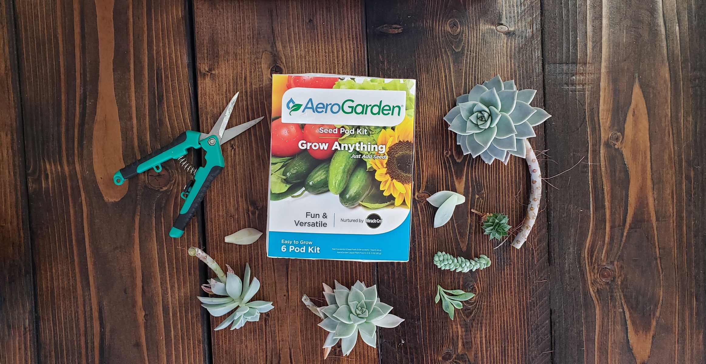 How To Plant Succulent Seeds