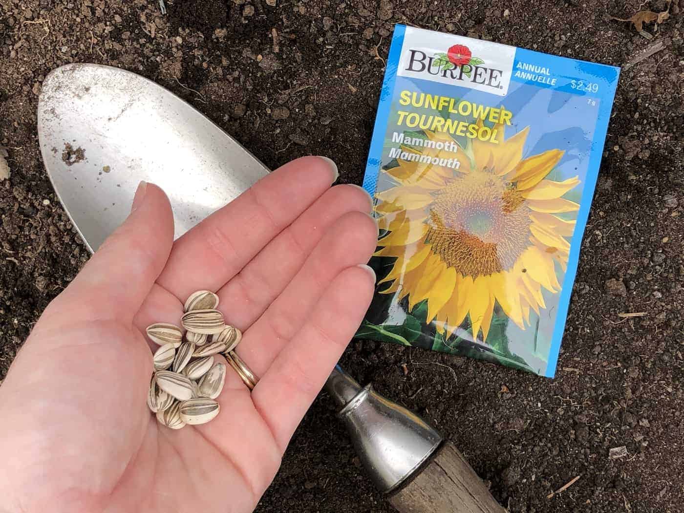 How To Plant Sunflower Seed