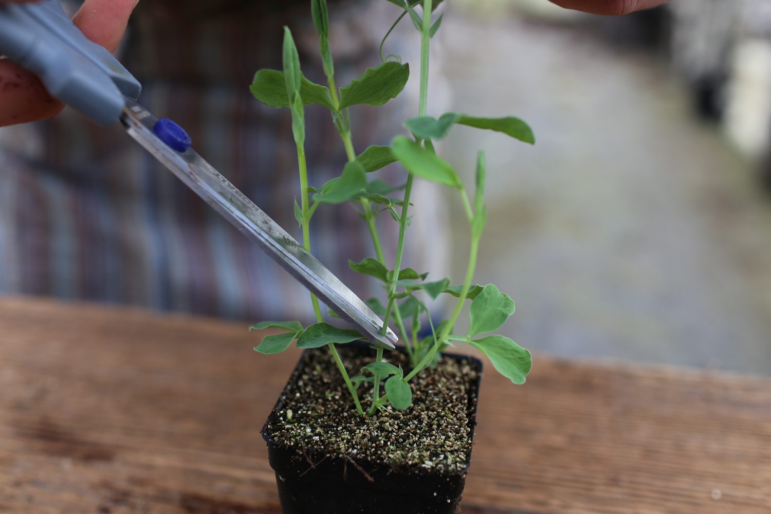 How To Plant Sweet Peas From Seeds