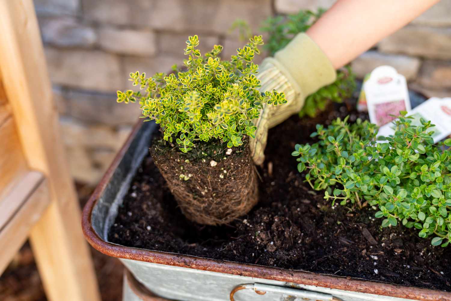 How To Plant Thyme Seeds Outdoors