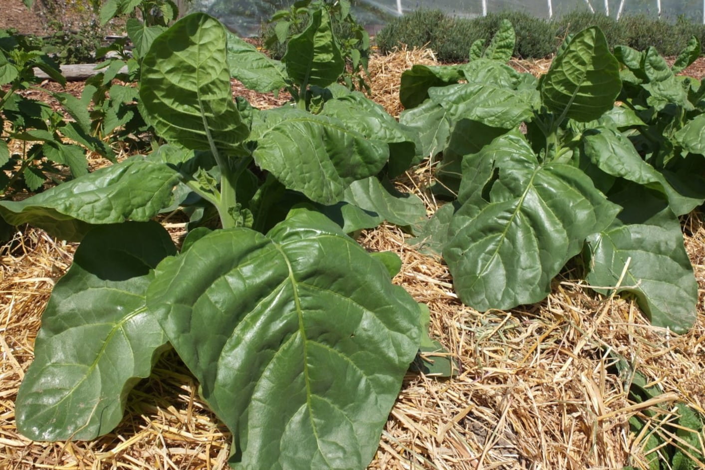 How To Plant Tobacco Seeds