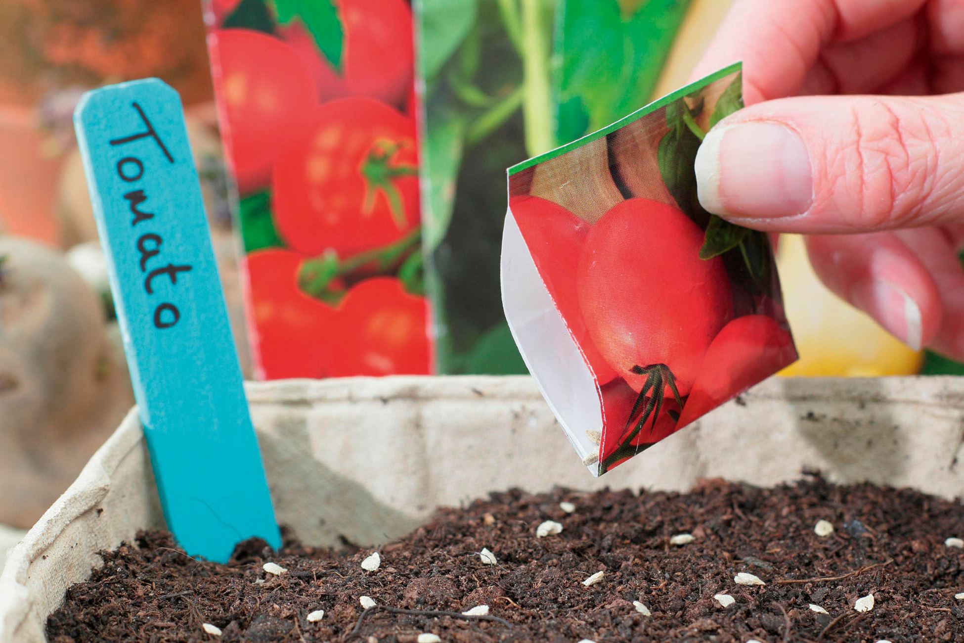 How To Plant Tomatoes From Seeds