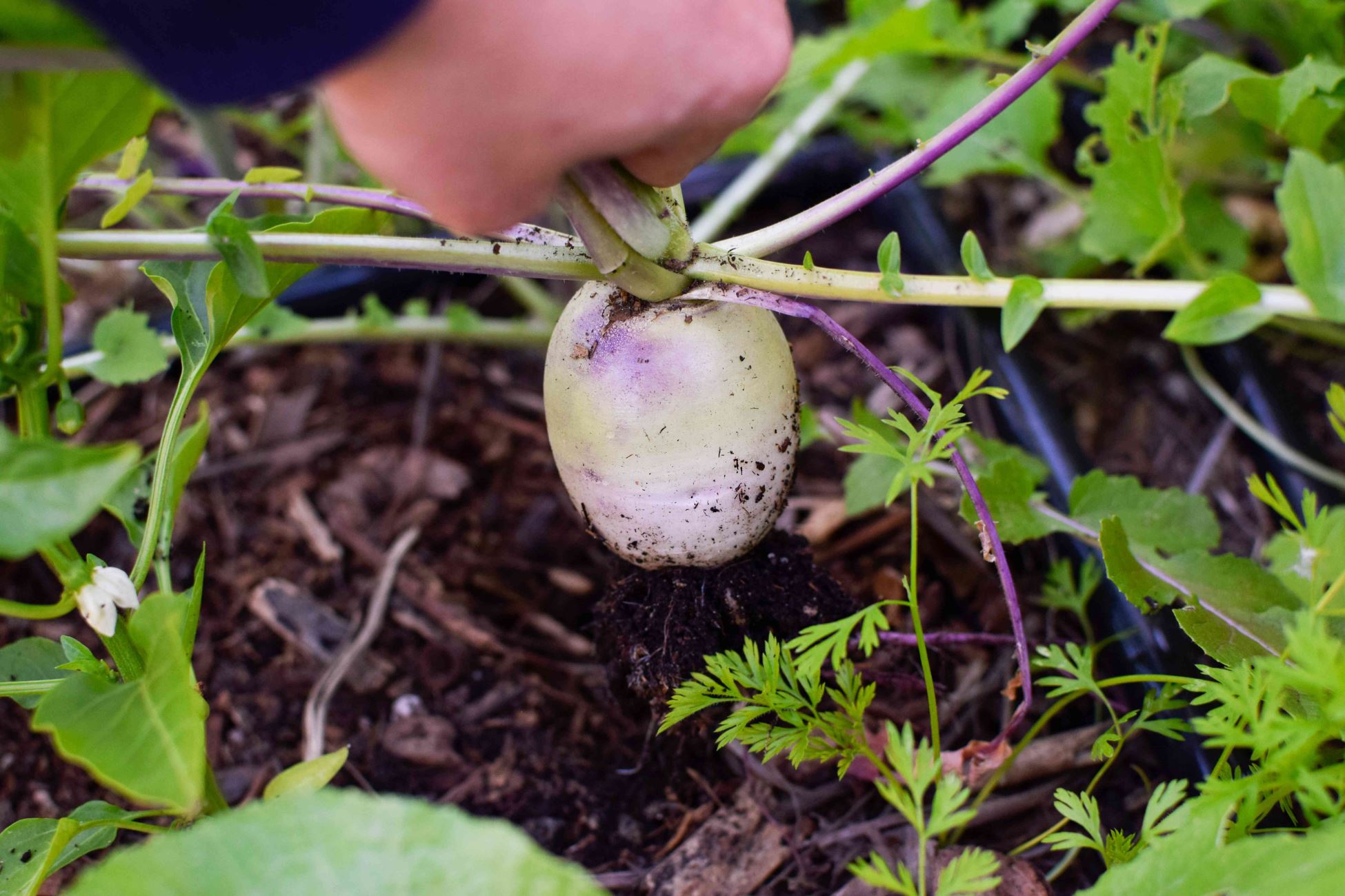 How To Plant Turnip Seeds