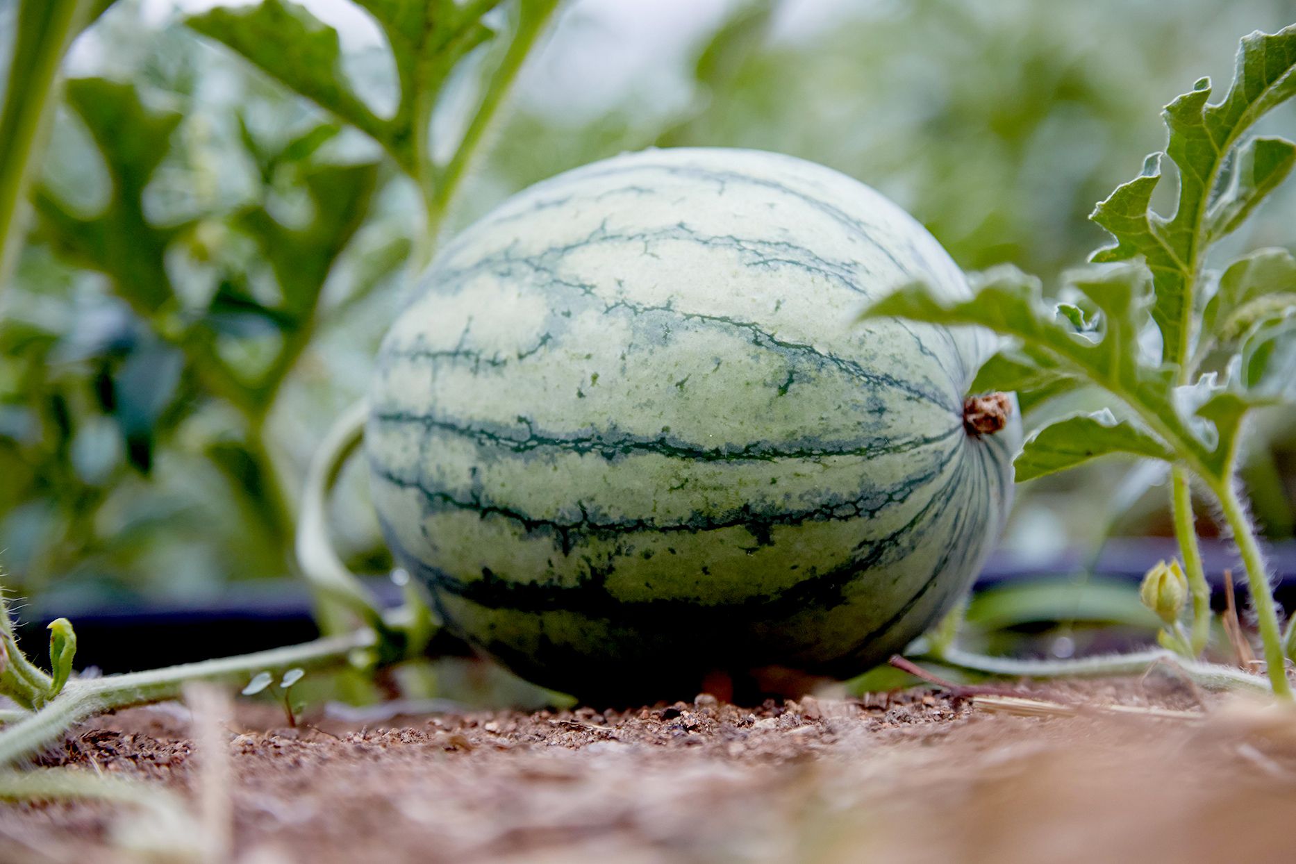 How To Plant Watermelon Seeds In The Ground