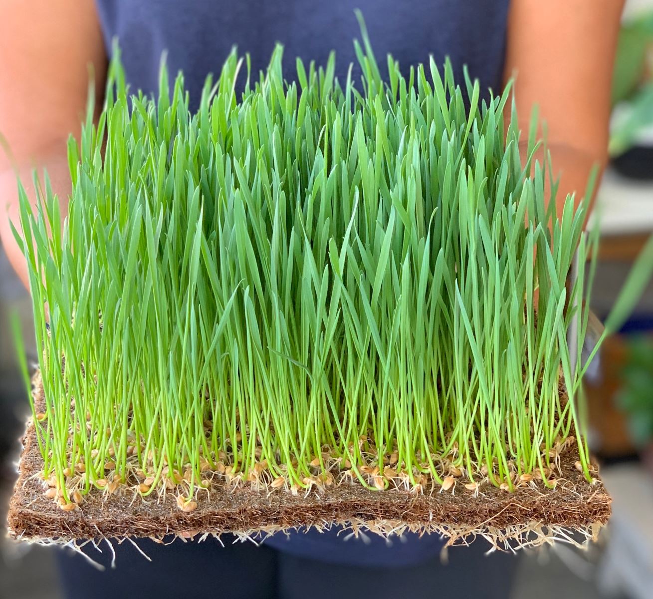 How To Plant Wheatgrass Seeds