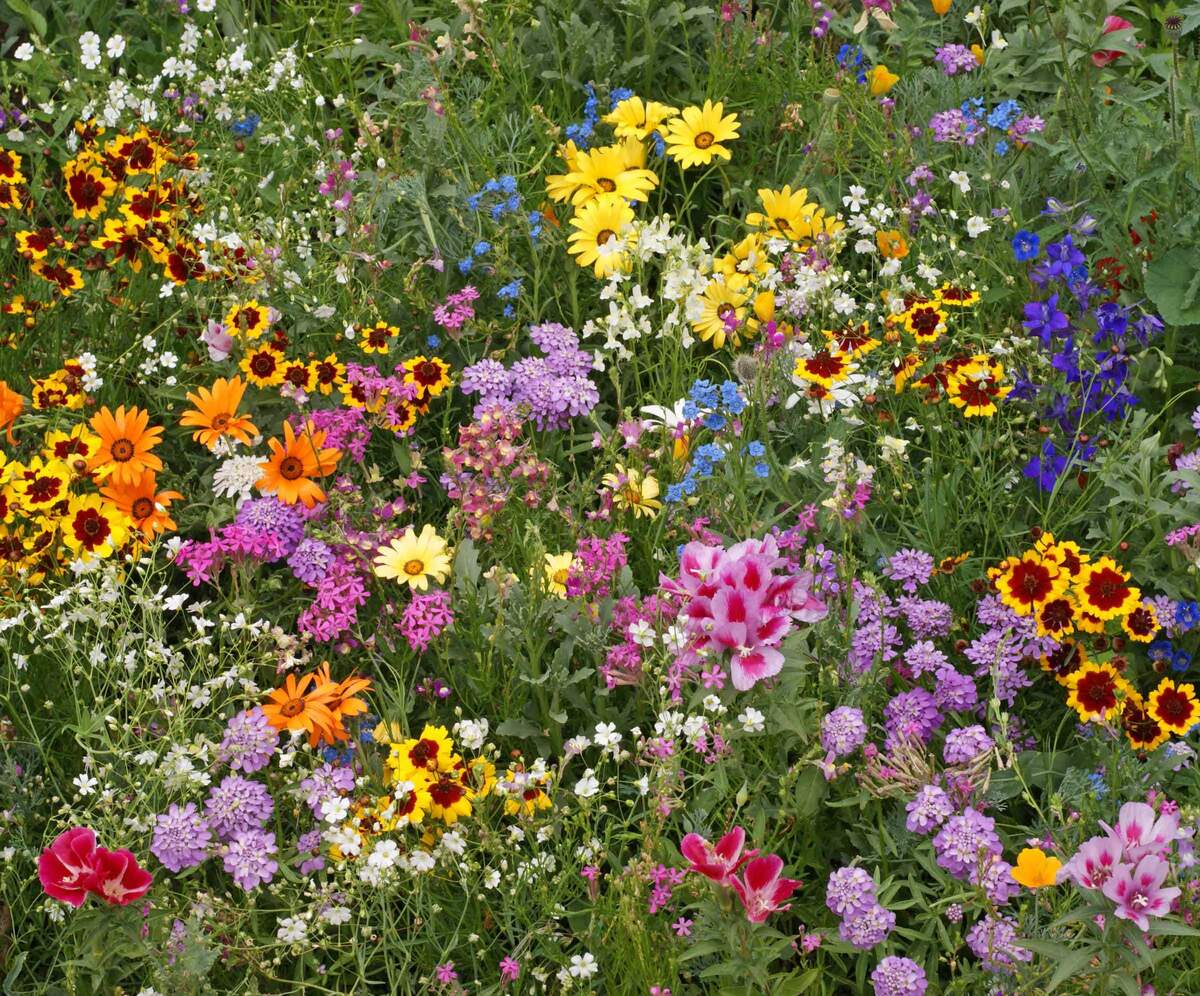 How To Plant Wildflower Seed Mix