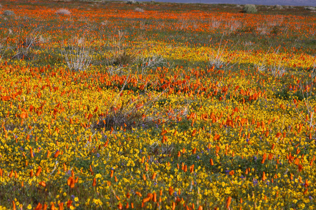 How To Plant Wildflower Seeds In CA Sierra Foothills