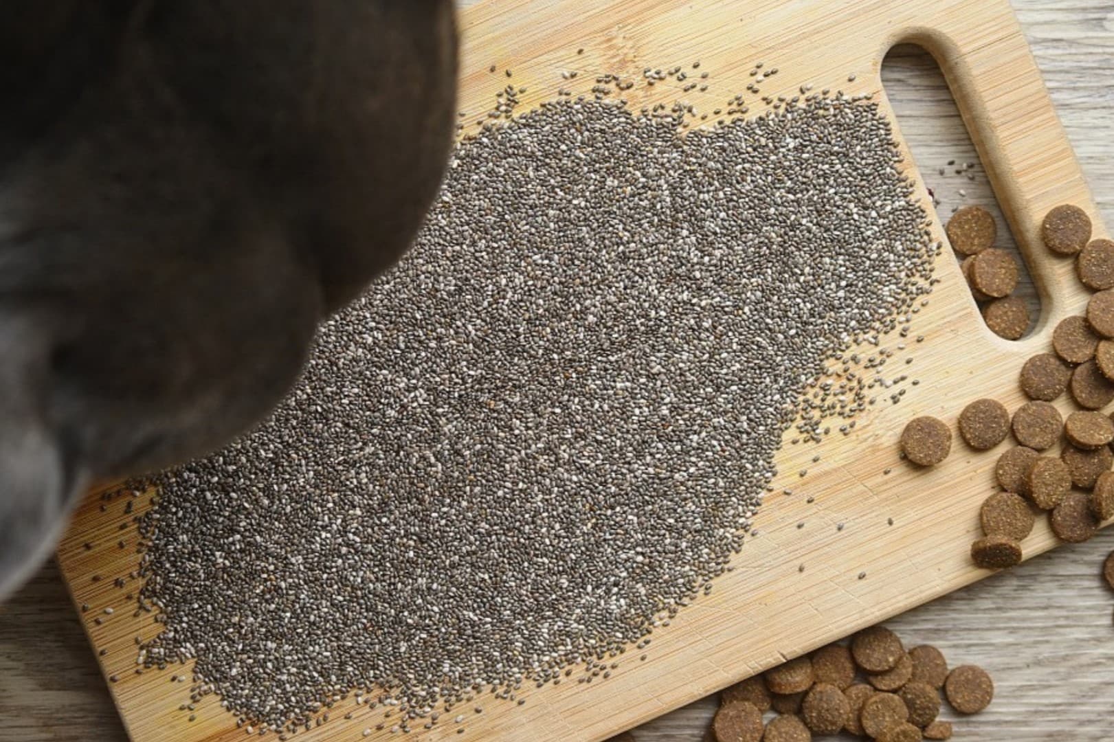 How To Prepare Chia Seeds For Dogs